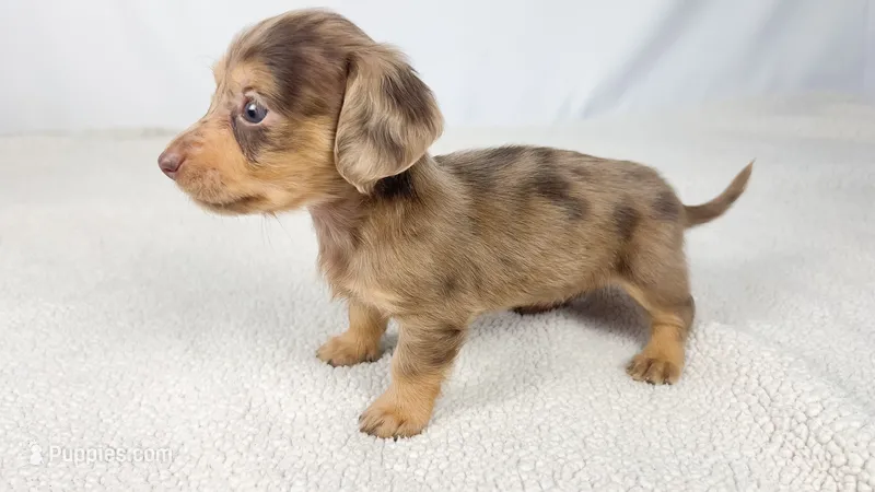 Hot fudge – Miniature Dachshund puppy on hold in Sacramento, CA