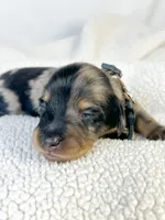Chocolate, a male Miniature Dachshund for sale in Sacramento, CA – 5 of 9