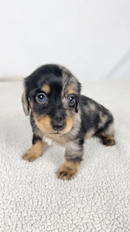 Chocolate – Miniature Dachshund puppy on hold in Sacramento, CA