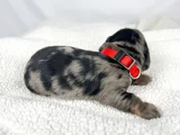 Strawberry, a male Miniature Dachshund for sale in Sacramento, CA – 7 of 9
