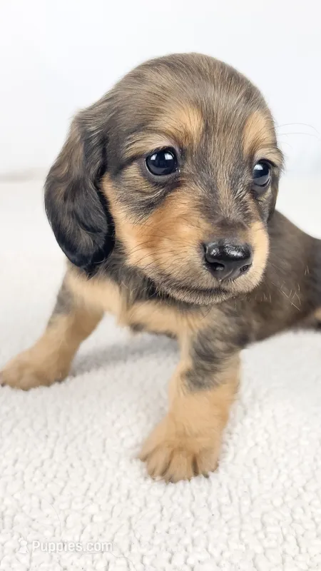 Whip cream – Miniature Dachshund puppy for sale in Sacramento, CA