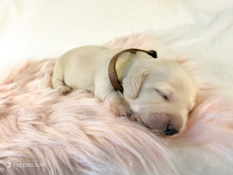 Oatmeal Raisin – Miniature Dachshund puppy for sale in Sacramento, CA