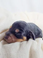 Cheese, a male Miniature Dachshund for sale in Sacramento, CA – Photo 5 of 7