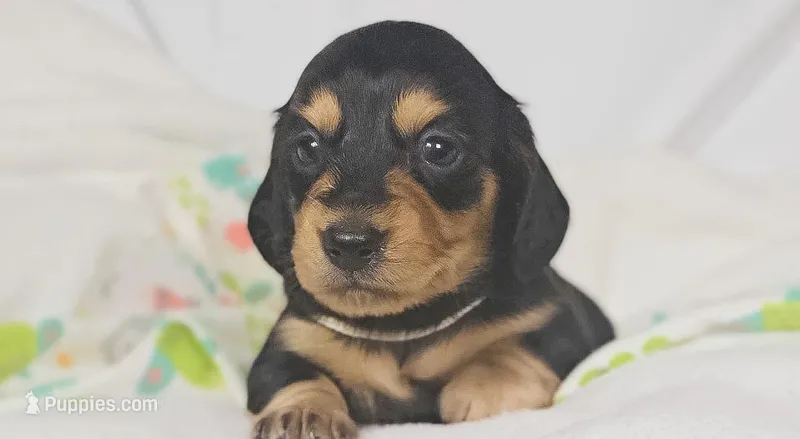 Cheese – Miniature Dachshund puppy for sale in Sacramento, CA