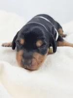 Cheese, a male Miniature Dachshund for sale in Sacramento, CA – Photo 3 of 7