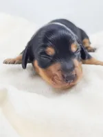 Cheese, a male Miniature Dachshund for sale in Sacramento, CA – Photo 1 of 7