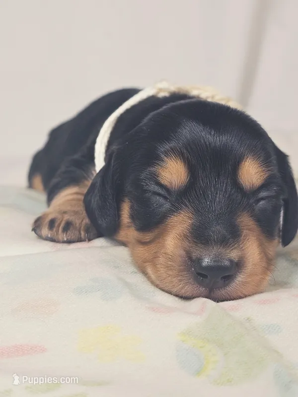 Cheese – Miniature Dachshund puppy for sale in Sacramento, CA