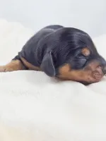 Cheese, a male Miniature Dachshund for sale in Sacramento, CA – Photo 2 of 7