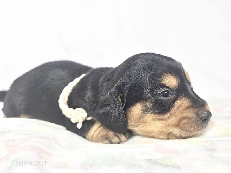 Cheese – Miniature Dachshund puppy for sale in Sacramento, CA