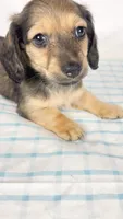 Slice, a male Miniature Dachshund for sale in Sacramento, CA – 2 of 6