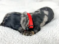 Strawberry, a male Miniature Dachshund for sale in Sacramento, CA – 6 of 9