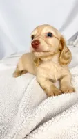 Vanilla, a female Miniature Dachshund for sale in Sacramento, CA – 5 of 6