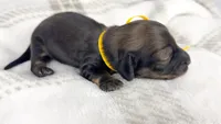 Sundae, a female Miniature Dachshund for sale in Sacramento, CA – 2 of 6