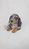 Tulip, a female Miniature Dachshund for sale in Sacramento, CA – 2 of 6