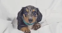 Tulip, a female Miniature Dachshund for sale in Sacramento, CA – 4 of 6