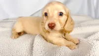 Vanilla, a female Miniature Dachshund for sale in Sacramento, CA – 3 of 6