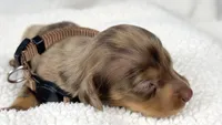 Hot fudge, a female Miniature Dachshund for sale in Sacramento, CA – 4 of 6
