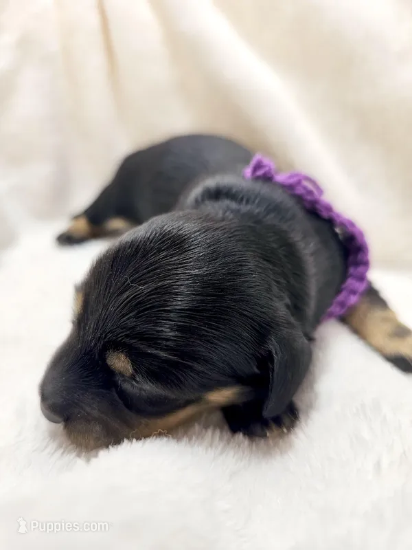 Shore – Miniature Dachshund puppy for sale in Sacramento, CA