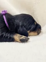 Shore, a female Miniature Dachshund for sale in Sacramento, CA – Photo 4 of 6