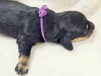 Shore, a female Miniature Dachshund for sale in Sacramento, CA – Photo 5 of 6