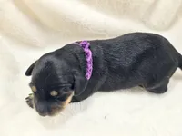 Shore, a female Miniature Dachshund for sale in Sacramento, CA – Photo 3 of 6