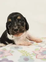 Marshmallow, a male Miniature Dachshund for sale in Sacramento, CA – Photo 1 of 6