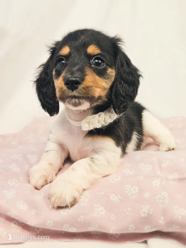 Marshmallow – Miniature Dachshund puppy on hold in Sacramento, CA