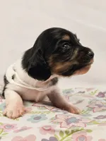 Marshmallow, a male Miniature Dachshund for sale in Sacramento, CA – Photo 5 of 6