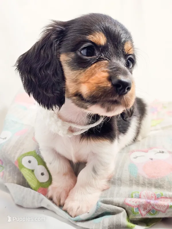 Marshmallow – Miniature Dachshund puppy for sale in Sacramento, CA