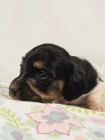 Marshmallow, a male Miniature Dachshund for sale in Sacramento, CA – Photo 2 of 6