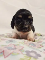 Marshmallow, a male Miniature Dachshund for sale in Sacramento, CA – Photo 4 of 6