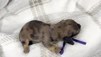 Chicken bake, a male Miniature Dachshund for sale in Sacramento, CA – 6 of 7