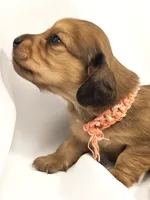 Bean, a female Miniature Dachshund for sale in Sacramento, CA – Photo 4 of 7