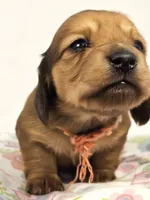 Bean, a female Miniature Dachshund for sale in Sacramento, CA – Photo 3 of 7