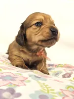 Bean, a female Miniature Dachshund for sale in Sacramento, CA – Photo 2 of 7