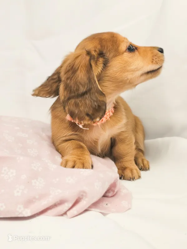 Bean – Miniature Dachshund puppy on hold in Sacramento, CA