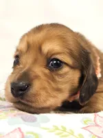 Bean, a female Miniature Dachshund for sale in Sacramento, CA – Photo 1 of 7