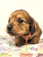 Bean, a female Miniature Dachshund for sale in Sacramento, CA – Photo 5 of 7