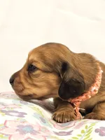 Bean, a female Miniature Dachshund for sale in Sacramento, CA – Photo 6 of 7