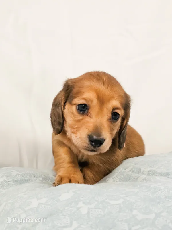 Bean – Miniature Dachshund puppy on hold in Sacramento, CA