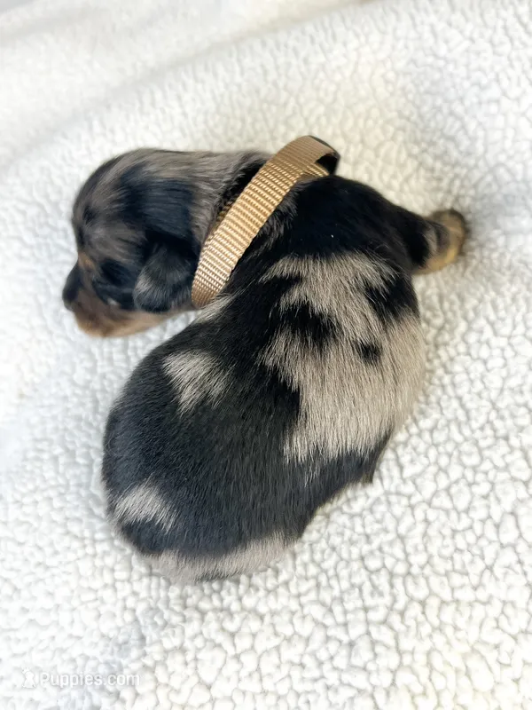 Chocolate – Miniature Dachshund puppy for sale in Sacramento, CA