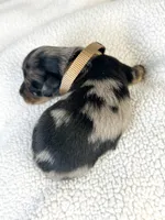 Chocolate, a male Miniature Dachshund for sale in Sacramento, CA – 1 of 9