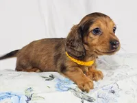 Plum, a male Miniature Dachshund for sale in Sacramento, CA – 2 of 6
