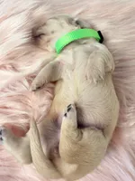 Macadamia nut, a female Miniature Dachshund for sale in Sacramento, CA – 8 of 9