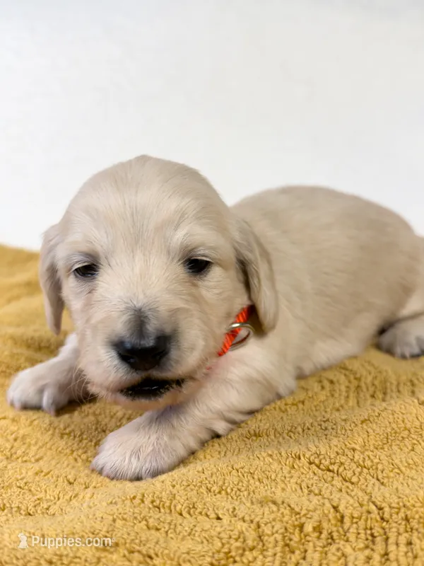 Snickerdoodle – Miniature Dachshund puppy for sale in Sacramento, CA