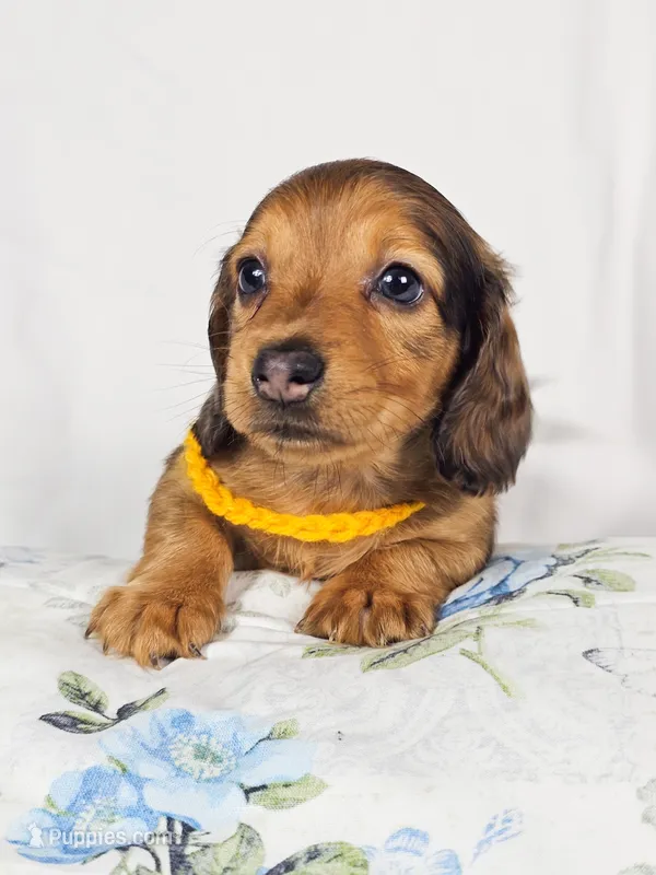 Plum – Miniature Dachshund puppy for sale in Sacramento, CA