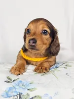 Plum, a male Miniature Dachshund for sale in Sacramento, CA – 1 of 6