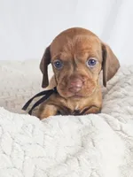 Thai tea, a male Dachshund for sale in Sacramento, CA – 3 of 6