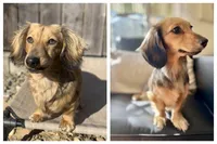 Sundae, a female Miniature Dachshund for sale in Sacramento, CA – 6 of 6