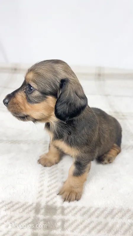 Whip cream – Miniature Dachshund puppy for sale in Sacramento, CA